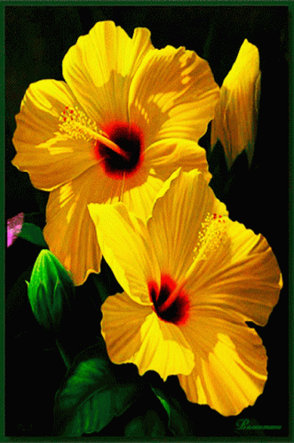 Yellow Habiscus Yellow Flower GIF - Yellow Habiscus Yellow Flower GIFs