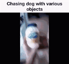 Dog Chasing GIF - Dog Chasing With GIFs