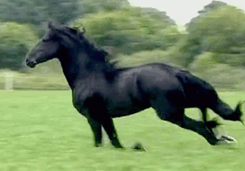 La Merveille Des Merveilles GIF - La Merveille Des Merveilles Running Horses GIFs