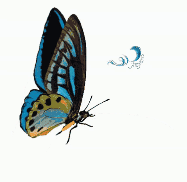 a blue and yellow butterfly is flying on a white background with the word mosquito below it
