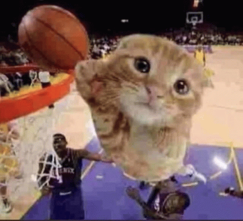 cat-basket-ball.gif