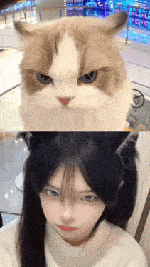 a close up of a cat 's face next to a close up of a woman 's face
