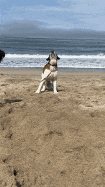 two dogs playing with a ball on a sandy beach