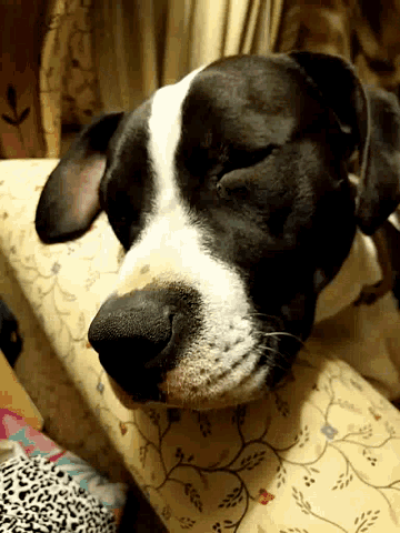 Sleeping Dog GIF - Sleeping Dog Cute GIFs