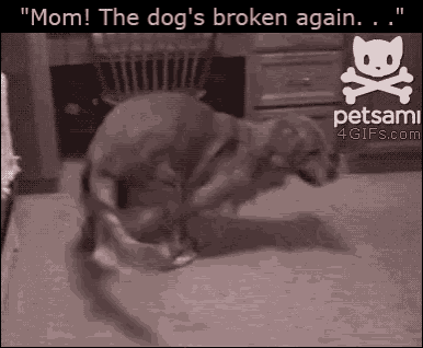 Dog Dog Mom GIF - Dog Dog Mom Broken GIFs