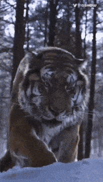 a tiger is walking through a snowy forest with the word vidshow on the bottom