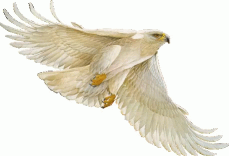 White Eagle GIF - White Eagle Flying GIFs