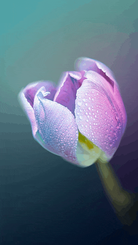 a close up of a pink flower with water drops on the petals