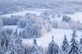 a snowy forest with trees covered in snow and a field in the foreground .