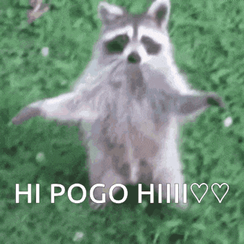 a raccoon is standing on its hind legs in the grass with its arms outstretched and says hi pogo .