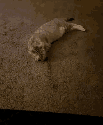 a cat is laying on its back on a carpeted floor