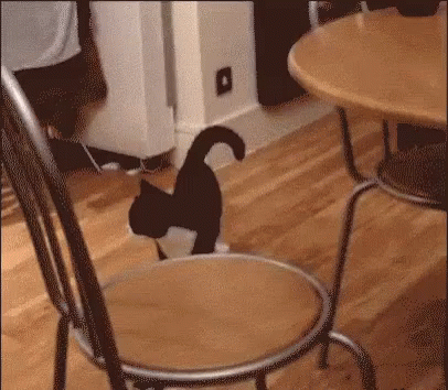 весёлая кошка прыгает танцует GIF - Funny Happy Cat GIFs