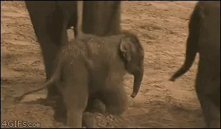 Kicked Elephant GIF - Kicked Elephant Baby Elephant GIFs