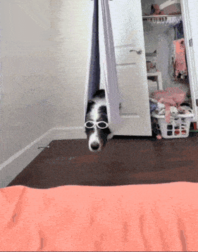 a dog wearing sunglasses is hanging from a hammock