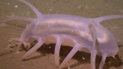 A Walking Sea Pig GIF - Cute Marine Life Seapig GIFs