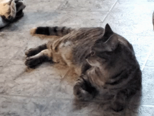 What Cat GIF - What Cat Huh GIFs