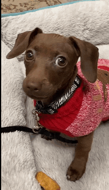 a brown dog wearing a red sweater and a black and white collar with paws on it