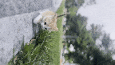 a kitten is eating grass from a planter on a brick wall .
