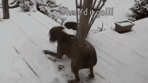 Doggy In The Snow GIF - Ooooohh GIFs