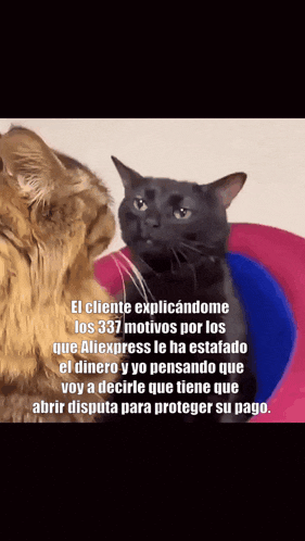 two cats are looking at each other with a caption that says el cliente