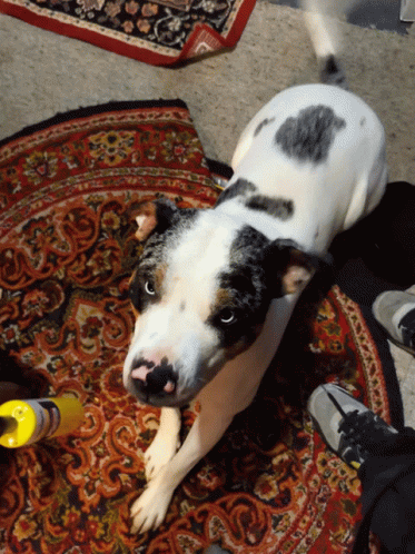 Dog Excited GIF - Dog Excited Please GIFs