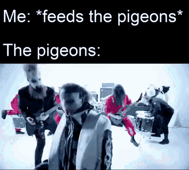 Feeds Pigeons GIF