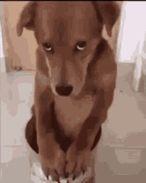 Byuntear Sad Dog GIF - Byuntear Sad Dog Dog Staring GIFs
