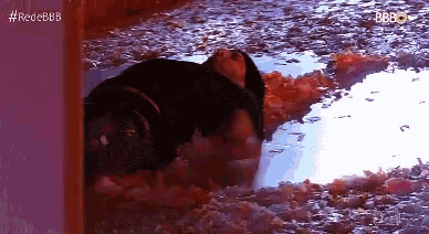 a person is laying in a puddle of blood on the ground .