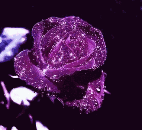 a purple rose with water drops on it is on a black background .