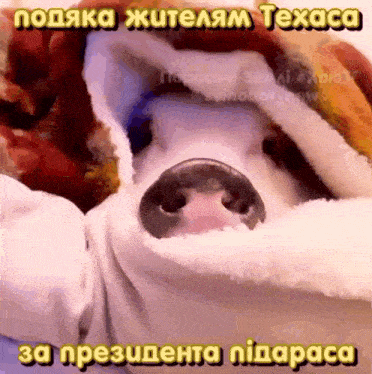 a pig is wrapped in a white blanket with a caption that says texaca