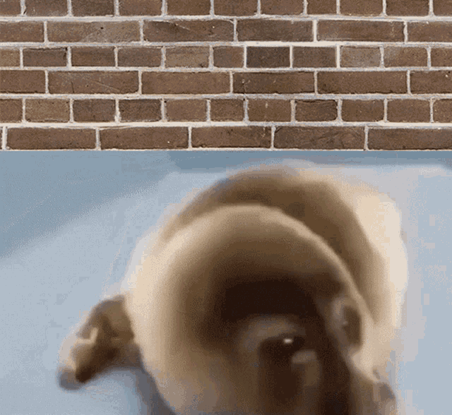 He Was Forced Brick Wall GIF - He Was Forced Brick Wall Talk To The Wall GIFs