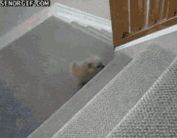 a dog is walking down a set of stairs with the website senorgif.com visible in the corner