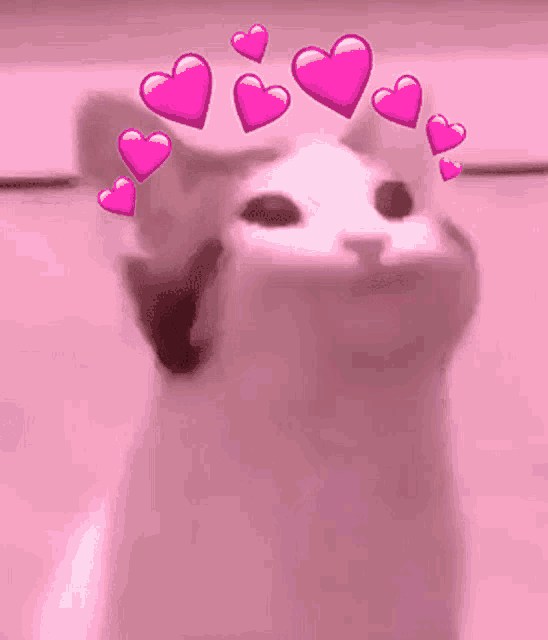 a close up of a cat with pink hearts around its head .