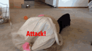 a dog is playing with a bag that has the word attack on it
