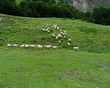 Des Moutons GIF - Sheep Run Field GIFs