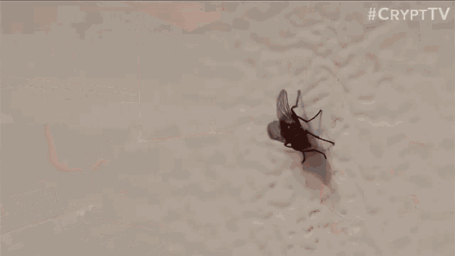 Fly Fly Swatter GIF - Fly Fly Swatter Blood GIFs
