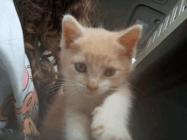 a small kitten is being held by a woman with a shirt that says ' snoopy ' on it
