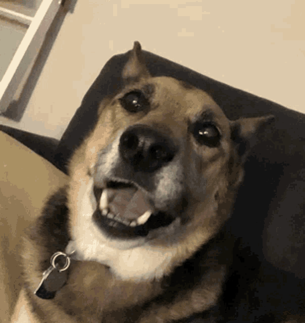 a brown and white dog with a tag on its neck is smiling