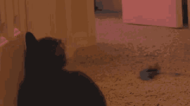 a black cat is sitting on a carpeted floor in a hallway