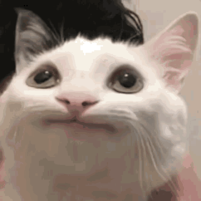 a close up of a white cat making a funny face while looking at the camera .