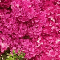 a close up of a bunch of pink flowers growing on a bush .