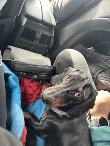 a dachshund wearing a spiderman shirt is laying on a blue blanket in the back seat of a car