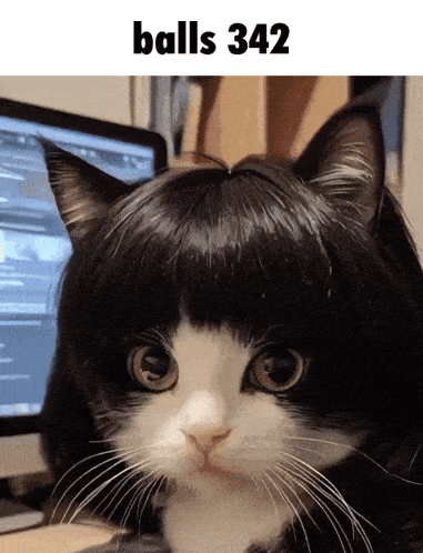 a black and white cat wearing a wig with the words balls 342 on the bottom