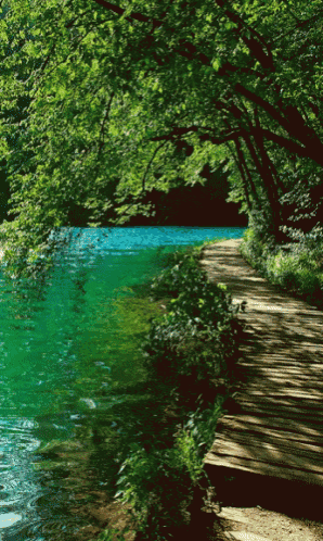 a wooden walkway leading to a lake surrounded by green trees