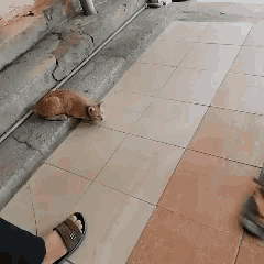 a cat laying on a tiled floor next to a person 's foot