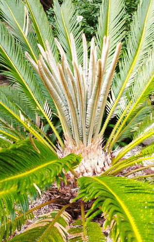 the leaves of a palm tree are very long and sharp