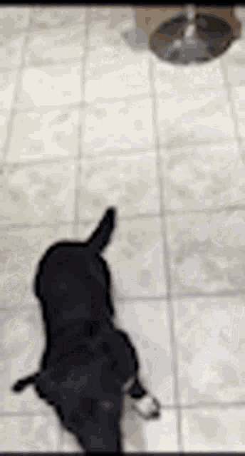 a black dog is standing on a tiled floor next to a bowl of food .