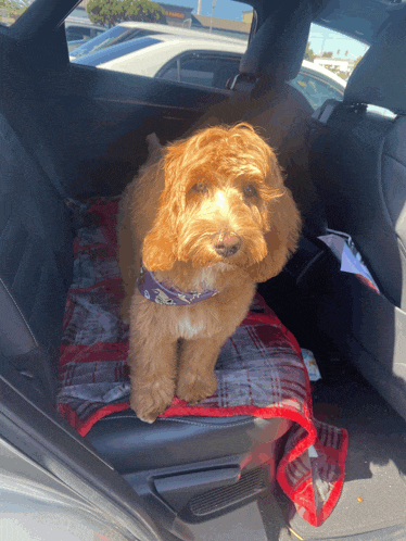 a small brown dog is sitting on a red plaid blanket in the back seat of a car