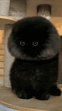 a fluffy black cat with big eyes is sitting on a wooden shelf