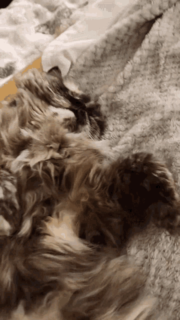 Mewmew Cat Snore GIF - Mewmew Cat Snore Pussy Blep GIFs